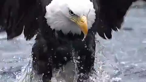 This perfect shot of an eagle hunting a fish