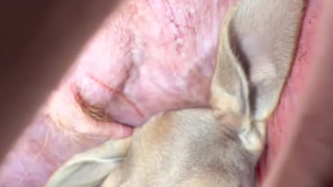 in The Belly of A Kangaroo 🦘