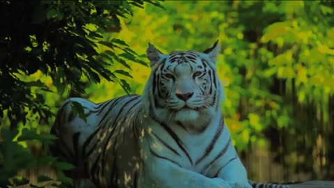 Echoes of the Tiger's Roar"