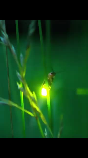 "Welcome to Animals' ULTIMATE Jungle Life Adventure! 🦅🦁🐶🐯 | Wild Encounters & Surprising Moments!"