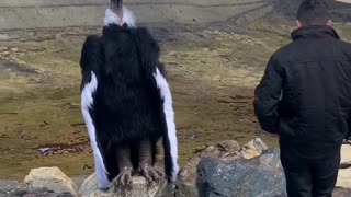 Face-to-face with the spirit of the Andes 🦅