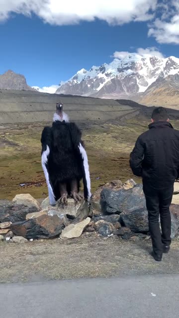 Face-to-face with the spirit of the Andes 🦅