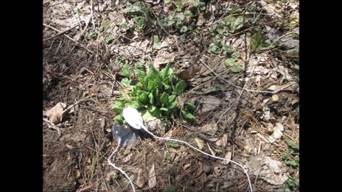 Early Spring Growing Cowslip April 2023
