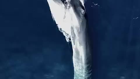 Shocking: Amazing Aerial View of Whale Feeding || ViralHog