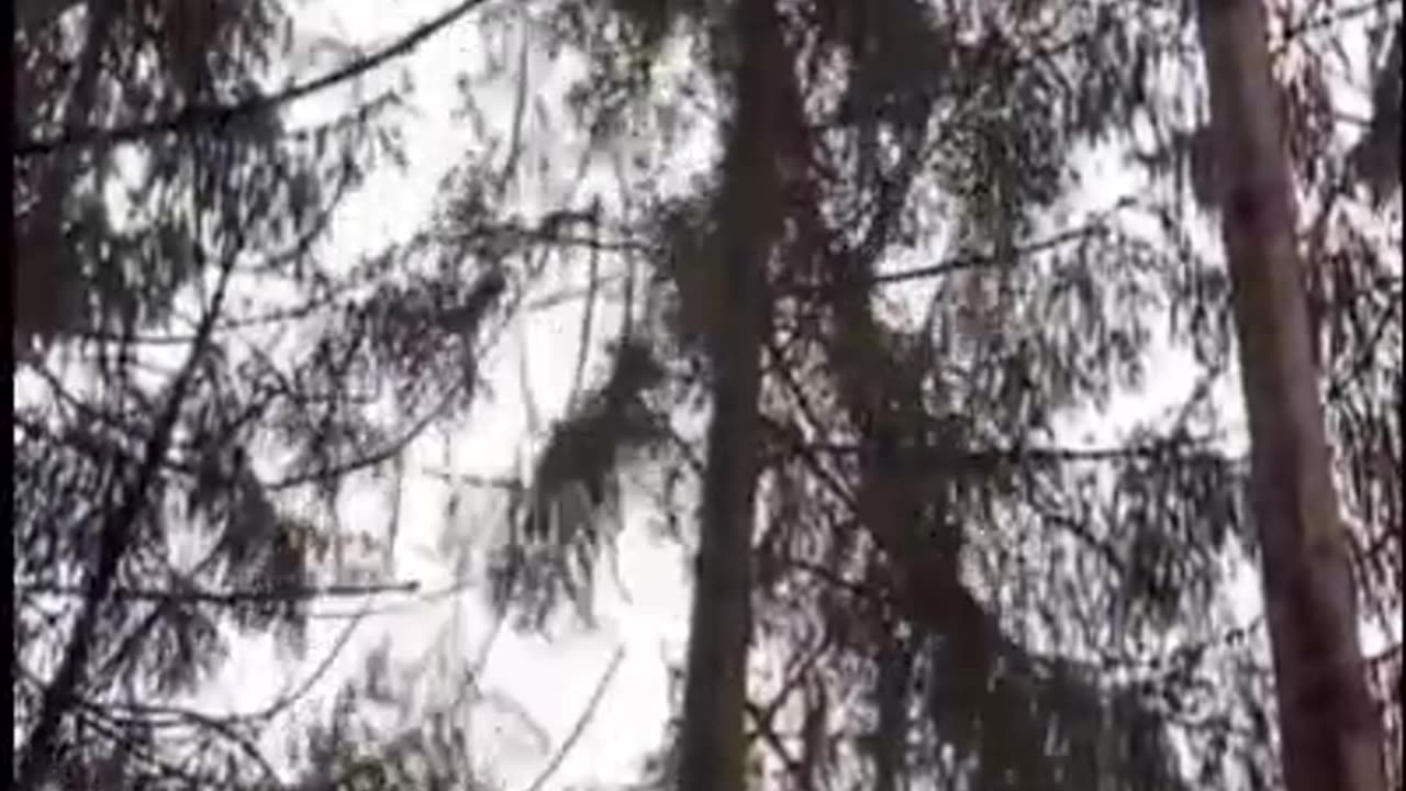 I wonder how this could be used for more than just the lumber industry?🤔