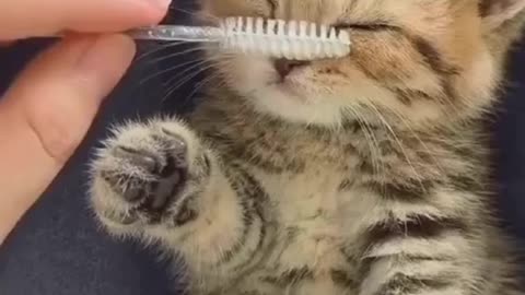 fluffy Pretty little cat's baby looking so cutie 🥰#cats#catsbaby#fyppp