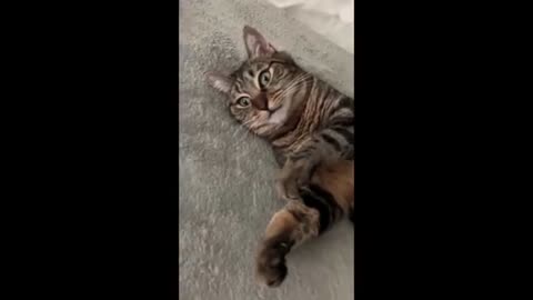 Cats High on Catnip Compilation