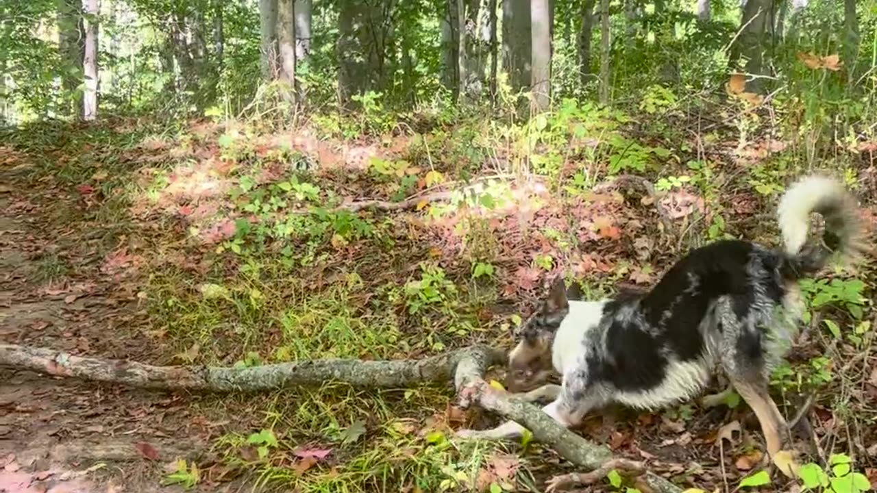😂🐶 Just a Totally Normal Dog Screaming at His Stick | FunFM