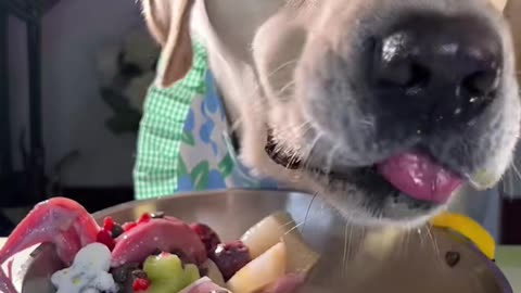 The Art of Enjoyment: A Dog's Food Ritual