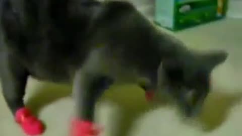 A struggling Cat with Shoes