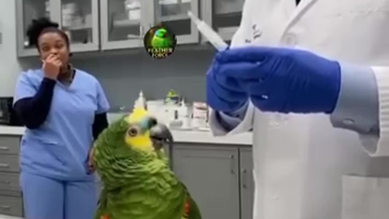 Parrot 🦜 funny talk