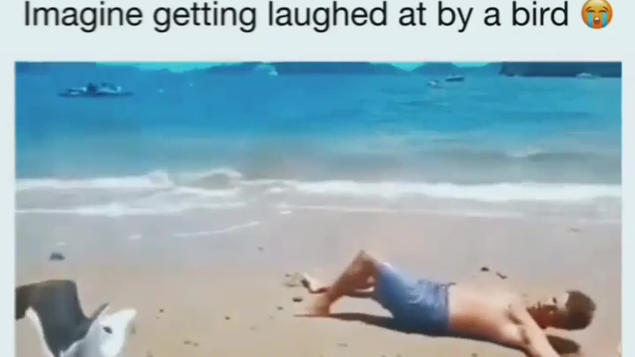 😂🐦 This Bird's Laugh is BETTER Than Human Skills! | FunFM