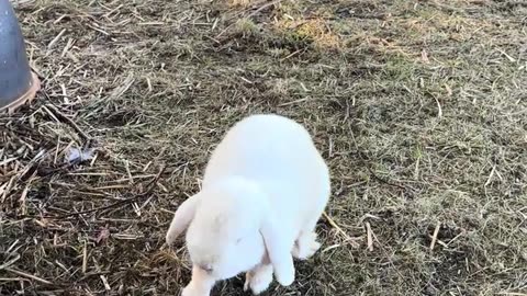 gulligaste stunden mellan små kaniner