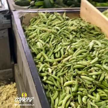 PICKING CUCUMBERS FOR PICKLES!
