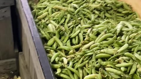 PICKING CUCUMBERS FOR PICKLES!