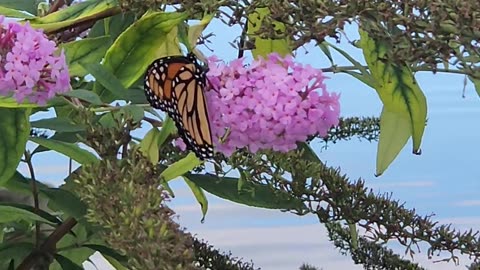 Monarch Butterfly works the docs