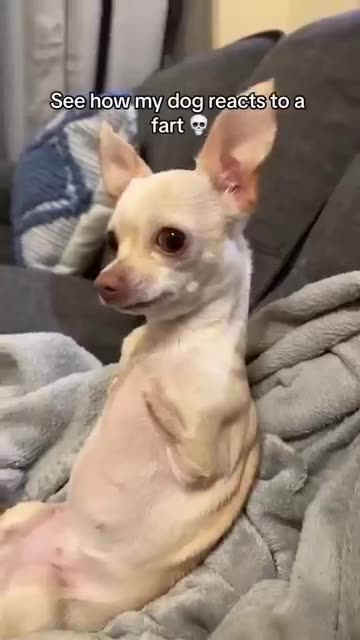 Funny reactions from dogs