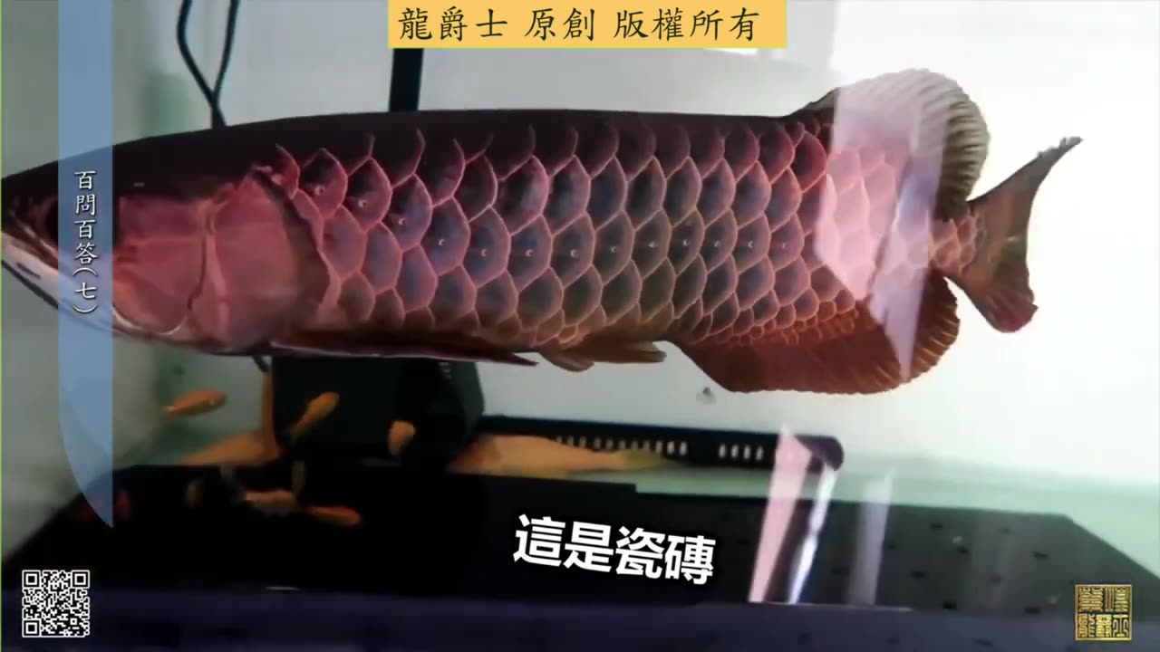 【龍爵士】千問千答 Q57 魚缸底部一塊一塊的是磁磚嗎