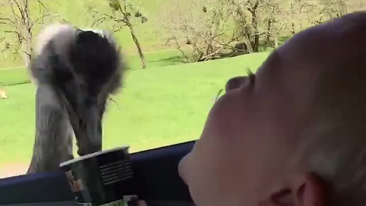 Baby Can't Stop Laughing At Ostrich Eating Food