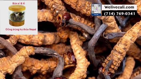 Ban Dong Trung Ha Thao Nepal **Sale 20%** | Call = [714] 769-0341 or [225] 567-8910