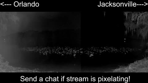 Central FL Wildlife Watch: St. Johns River 24/7 Live 🐊🌿