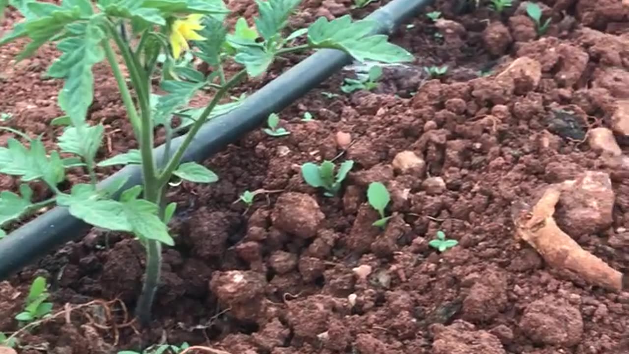 Water and tomato plant