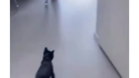 50 of him got scared | Cats Funny Video
