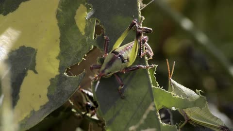 Bush cricket in late autumn evening light chirping on grass stem