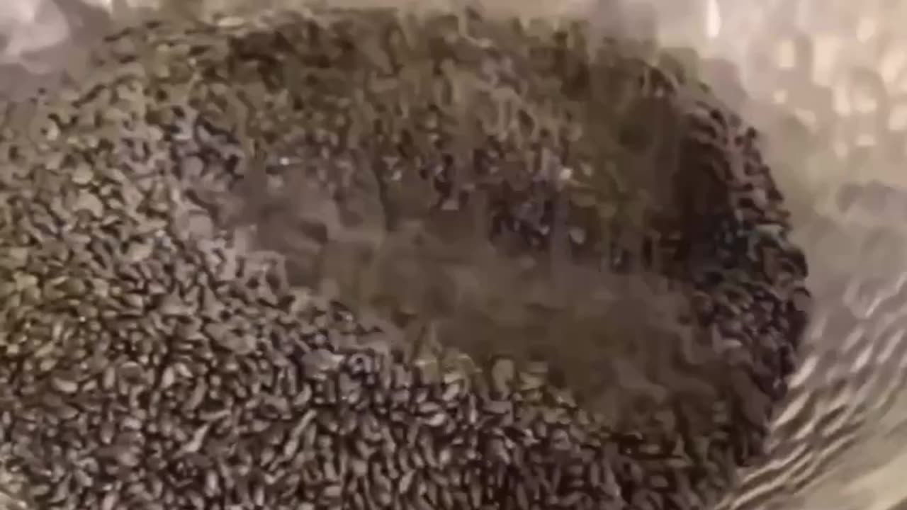 CHIA SEEDS ARE PACKED WITH NUTRITION