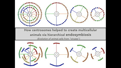 Why do animals have so many different kinds of cells?