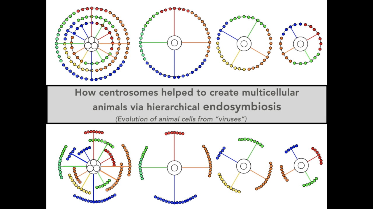 Why do animals have so many different kinds of cells?