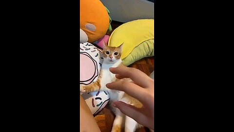 Cats with attitudes