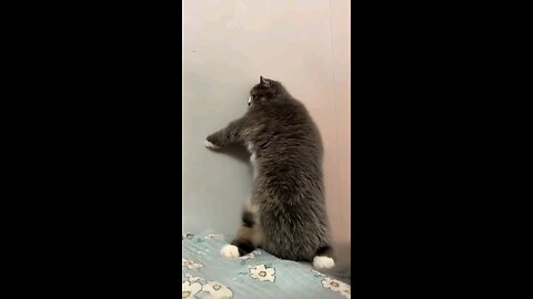 Dancer Cat