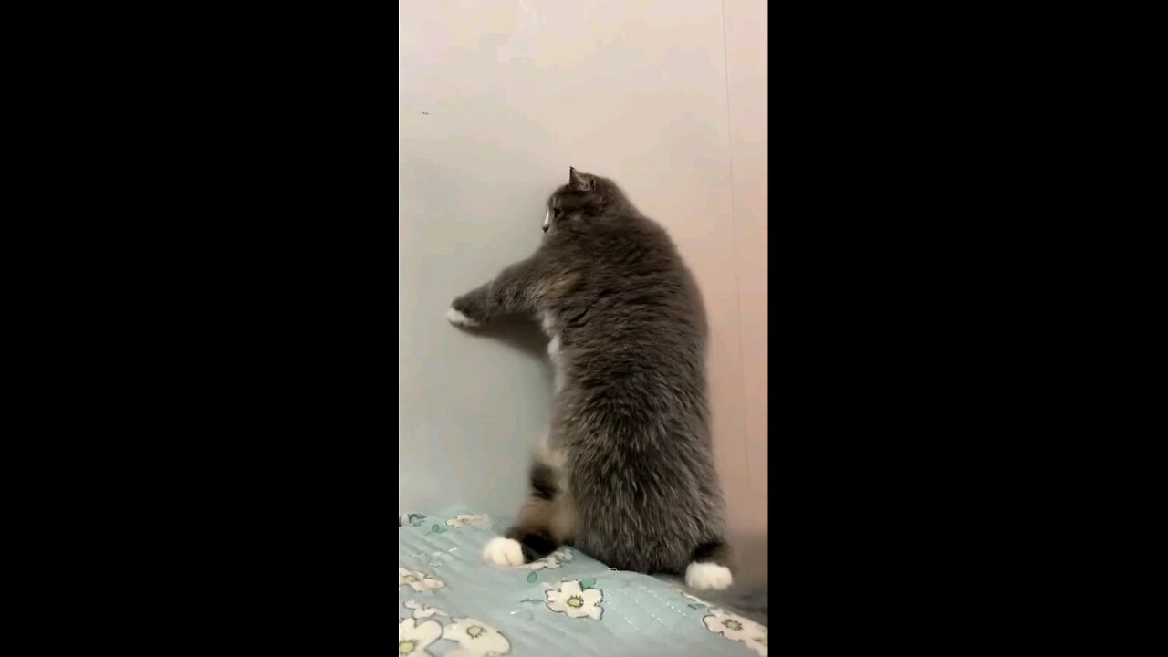 Dancer Cat