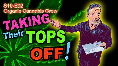 S10 E02 - How To TOP Cannabis Plants – Week 1 Of Veg Stage - Shiskaberry, Afghan Kosher, Chemy Lemmy