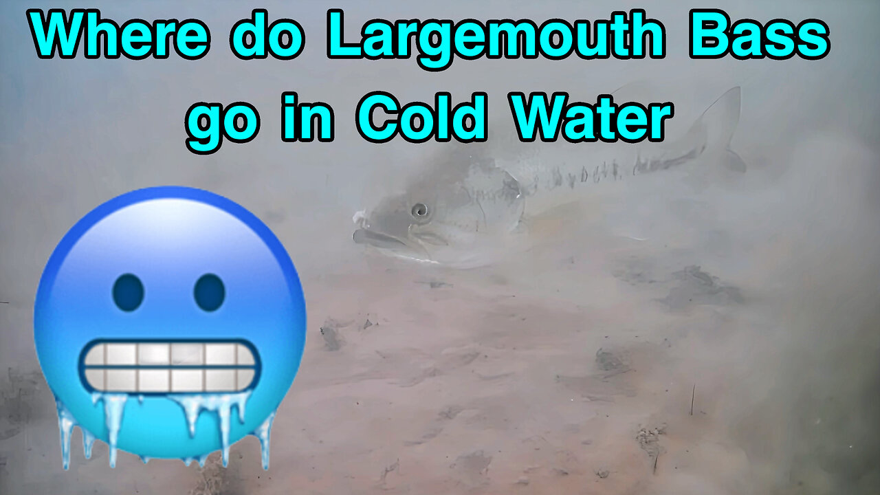 Where do Largemouth Bass go in Cold Water?