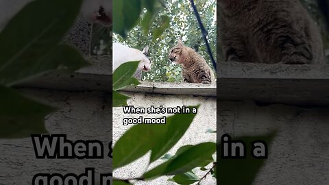 When two female cats get into a fight ... #cat #funnycats #funnycat #fight #cats #catfight
