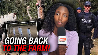 Supreme Court deliberates healthy flock's fate at Universal Ostrich Farm
