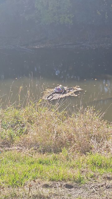 Balloons in Salt Creek