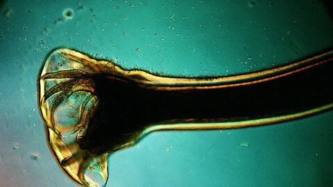 SPIRITUAL WARFARE: IDENTIFYING AND DEFEATING HIDDEN PARASITES