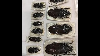 Aduana rusa descubre escarabajos en paquetes provenientes de Perú