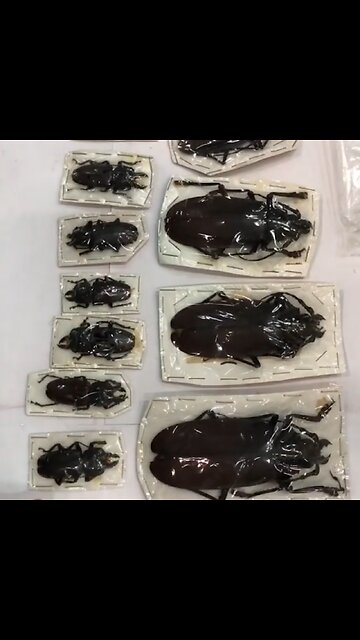 Aduana rusa descubre escarabajos en paquetes provenientes de Perú