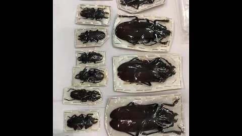 Aduana rusa descubre escarabajos en paquetes provenientes de Perú