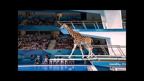 Which animal will win the gold medal? | Animal Olympics