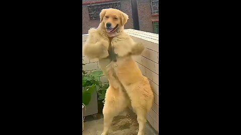Viral Cats and Dogs Dance