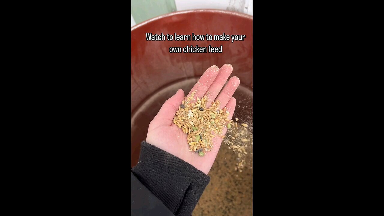 make your own chicken feed