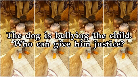 The dog is bullying the child. Who can give him justice?