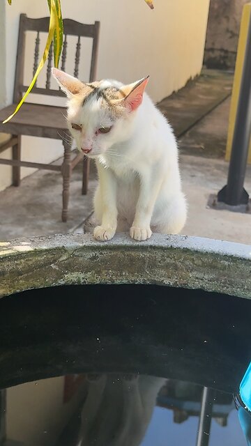 Curious Cat Staring into the Water 🐱💧 | Adorable Kitty Moment
