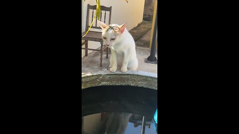 Curious Cat Staring into the Water 🐱💧 | Adorable Kitty Moment