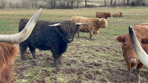 Highland Cattle